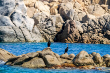 A Pair Of Cormorants Lying On The Granite Rocks, Sardinia, Italy.