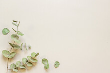 Eucalyptus Leaves And Branches Pattern Flat Lay