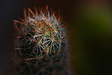 The Cactus's Thorns At Close-up That It Can Cause Injury.