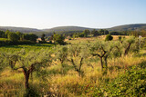Fototapeta Sawanna - Toscana , campagna toscana vigneti e colline 