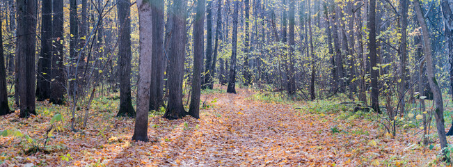 Wall Mural - Panoramic forest autumn landscape with colorful leaves and trees