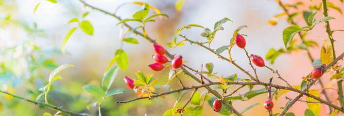 Wall Mural - Beautiful panoramic autumn scenery with colorful leaves, berries and bokeh background