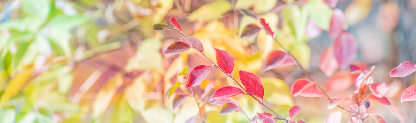 Wall Mural - Beautiful panoramic autumn scenery with colorful leaves and bokeh background