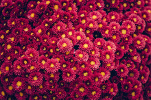 Beautiful Blooming Red Chrysanthemum Flowers Background