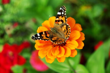 Wall Mural - butterfly on  zinnia flower blooming in garden