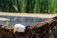 View Of An Eagle Flying Over The Pond In The Forest