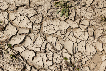 Aufkleber - dried earth in cracks. background symbolizing drought