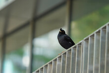 Crested Myna Blackbird On A Fence