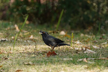 Crested Myna Blackbird On The Grass