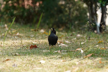 Crested Myna Blackbird In The Grass