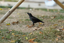 Crested Myna Blackbird On The Ground