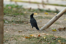 Crested Myna Blackbird On The Ground
