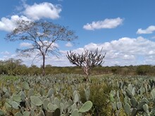 Plantação De Palma-forrageira (Opuntia Ficus-indica) Também Conhecida Como Palma Redonda, Orelha De Onça Ou Palma-santa, No Nordeste Do Brasil. 