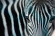 big beautiful eyes of a young zebra close-up