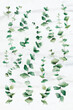 © Rawpixel.com - Hand-drawn eucalyptus leaves on white marble background
