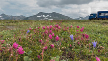 On The Alpine Meadows, Among The Green Grass, Pink Kamchatka Rhododendrons And Purple Bluebells Bloom. A Picturesque Mountain Range Against The Sky. A Fragment Of A Car Is Visible On The Hill.