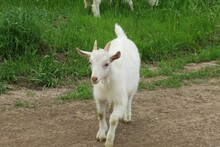Beautiful White Goat In The Village Path, Europe