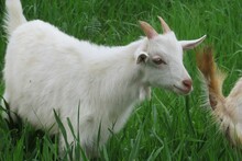 White Goat On Green Grass