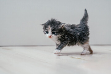 Wall Mural - Small cute gray and white kitten walking carefully on wooden floor. Pets at home