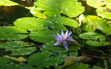 Wall Mural - Beautiful Nature Background - Purple Waterlily in Pond