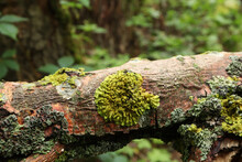 Green Moss On The Fallen Tree, Bright Moss, Lichen