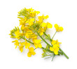 Rapeseed Flower Isolated On White Background