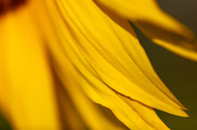 Close Up Of Yellow Petals Of A Sunflower.