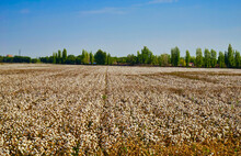 Mature Cotton Fields. Cotton Looks Like Little White Balls One By One.
