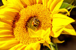 Biene auf einer Gelben Sonnenblume trinkt Nektar