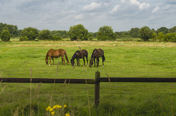 Wall Mural - Group of horses grazing on the farm