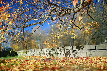 Wall Mural - yellow leaves bokeh seasonal background / beautiful autumn leaves yellow branches abstract background, leaf fall concept