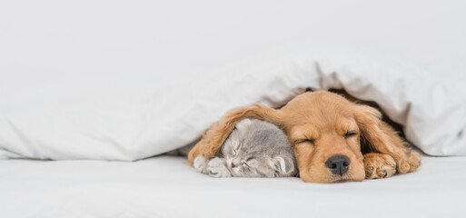 Aufkleber - Cute kitten and sleepy English Cocker spaniel puppy lying together under warm blanket on a bed at home. Empty space for text