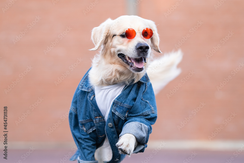A cute dog in a denim jacket and sunglasses runs merrily down the street. Golden  retriever in clothes creative photo Stock-foto | Adobe Stock