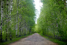 Birch Alley And Dirt Road Between The Trees On A Summer Day