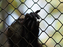 Flores, Guatemala - 05.05.2021 - Monkey's Fingers On A Cage In A Rehabilitation Centre