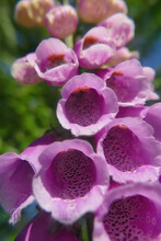 Vertical Shot Of Blooming Foxglove Bell-shaped Flowers With Purple Spots Inside The Buds