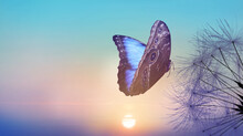 Beautiful Butterfly And Delicate Fluffy Dandelion At Sunset