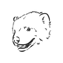 Vector Hand Sketch Drawing Illustration Of A Wolverine Done In Black And White