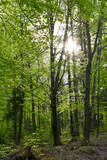 Fototapeta Krajobraz - foresta