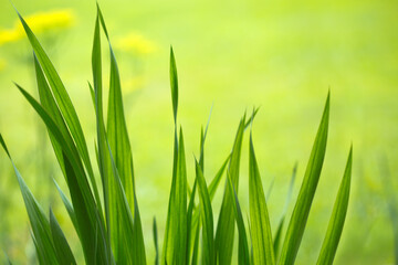 Wall Mural - bright green grass field with sunlight bokeh background