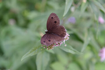 A dark brown butterfly perched on some flowers among the vegetation. Light orange wings, with brown spots on a white flowers, among the leaves, green