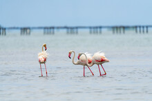 Closeup Of Three Flamingos Walking In The Water.