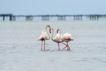Closeup Of Flamingos Resting In The Water.