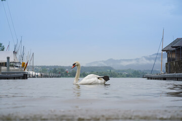 Closeup shot of a white swan swimming in the lake