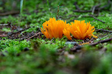 Low Angle View Of Yellow Stagshorn Mushroom (Calocera Viscosa) Between Moss In An Autumn Forest