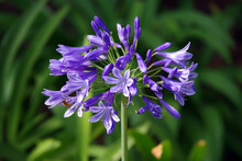 Close-up View Of A Purple Agapanthus African Lily Flower And A Bee On One Of Its Petals