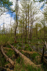 Wall Mural - swamps in spring