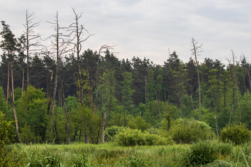 Wall Mural - swamps in spring