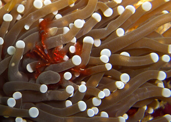 Crab in the filipino sea 4.2.2012