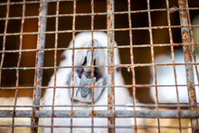 One Cute White Cockatoo Parrot Looking Through Cage Wires In Home Or Pet Store Sad Waiting For Adoption In Key West, Florida